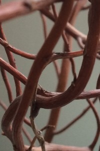 IMG_1032 IMG_1032