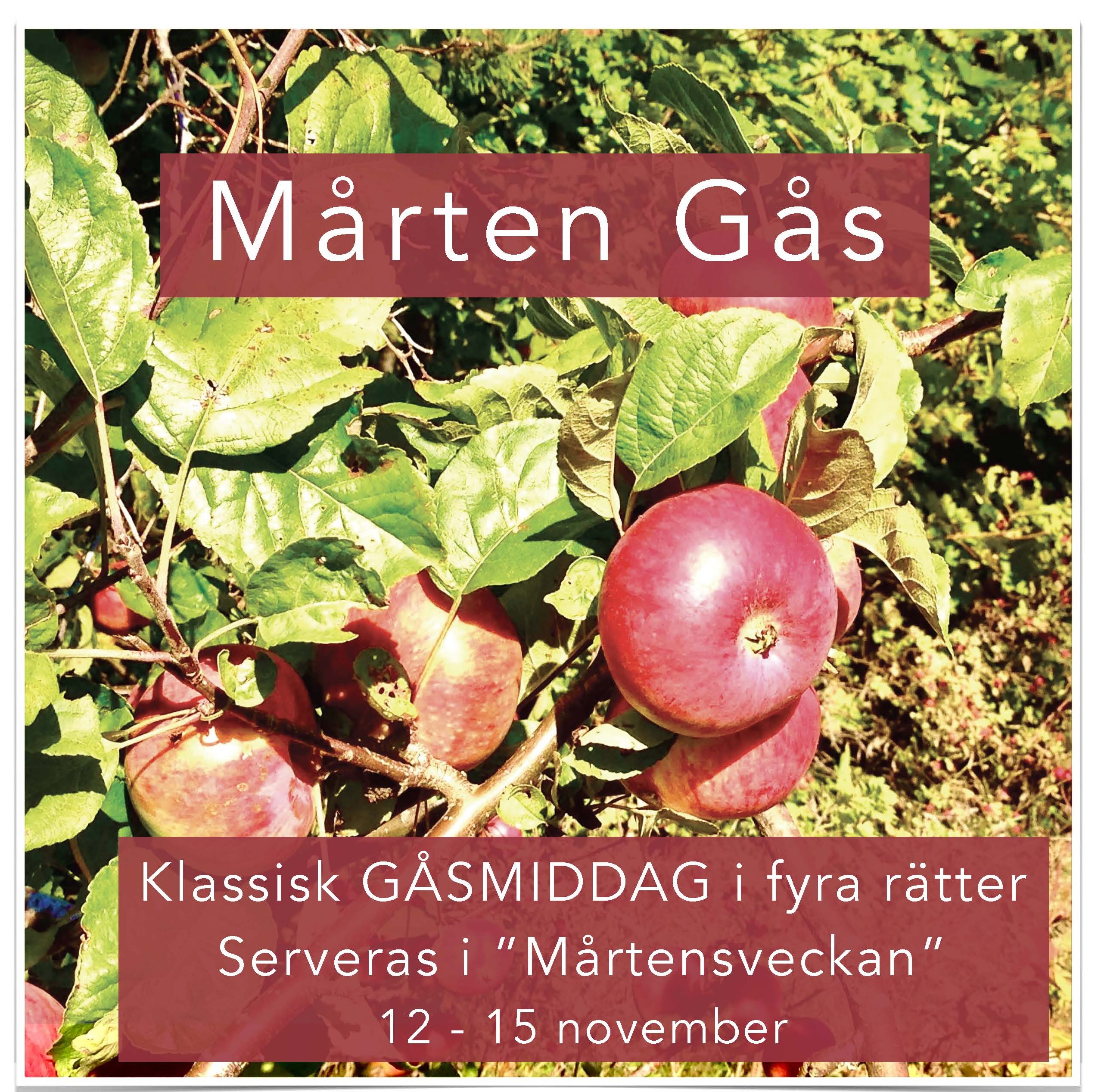 Mårtengås 2026