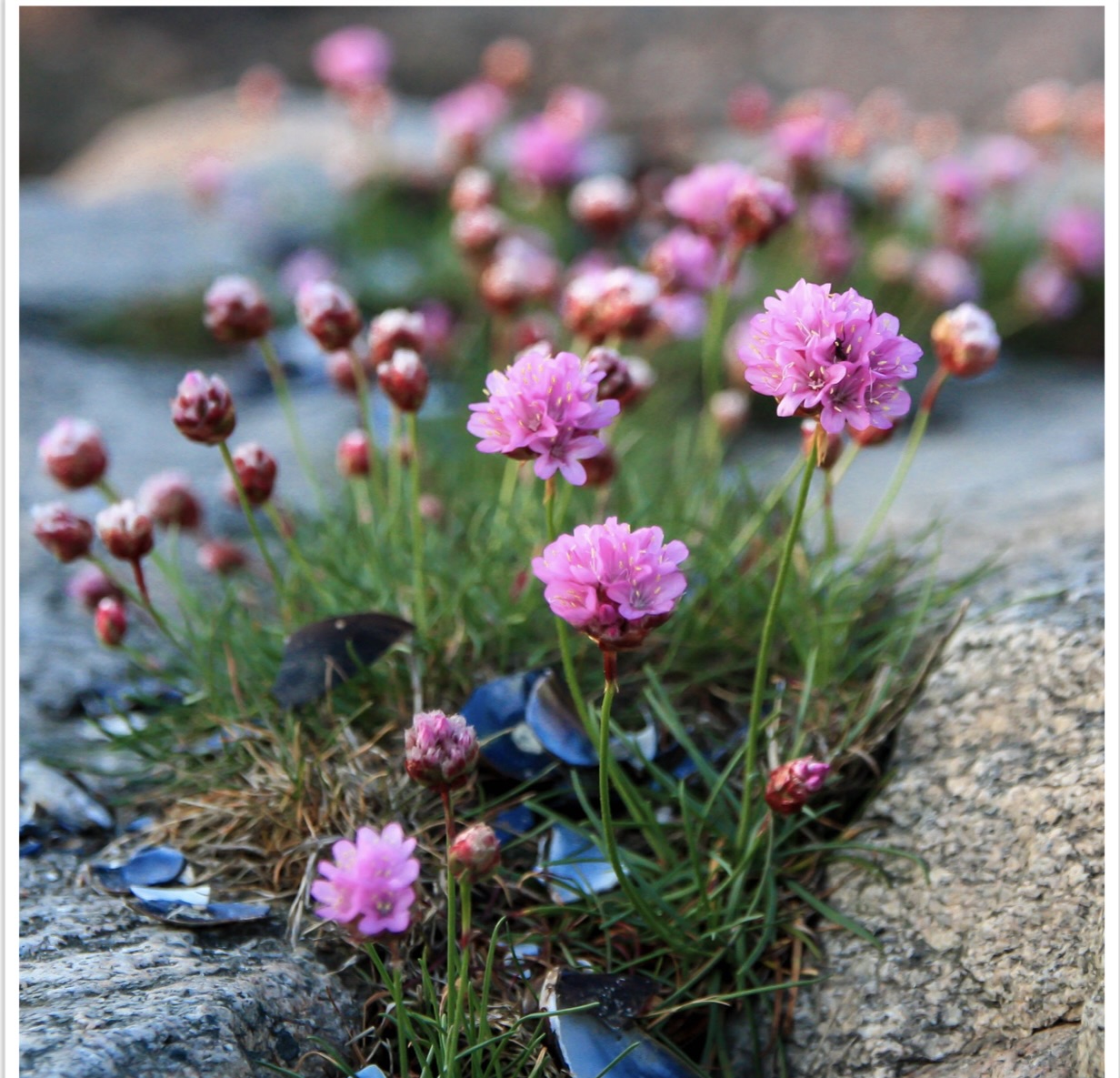 Trift blomma 1.1
